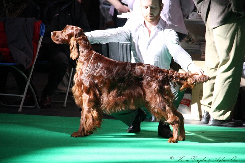 Crufts2011 571.jpg